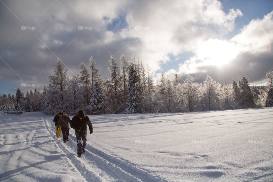 Three people emerging from a massive forest of snow and pine, hiking in the winter