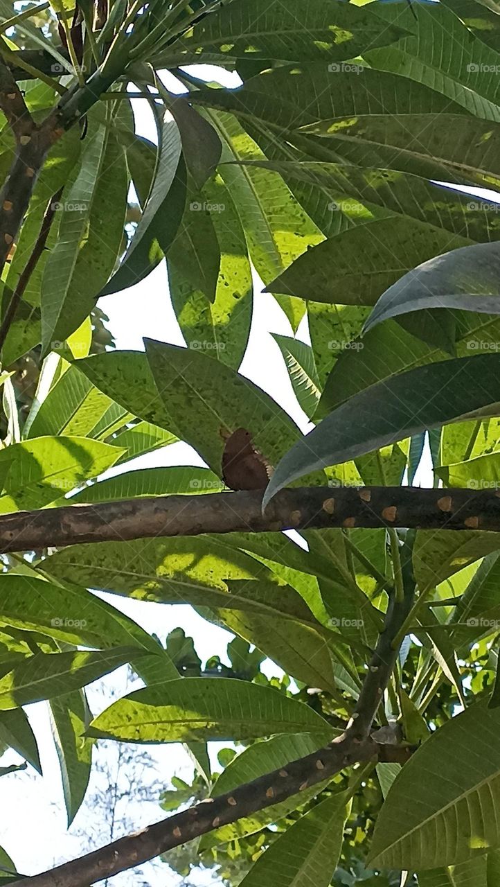 beauty  taking rest under a tree with its closed wings