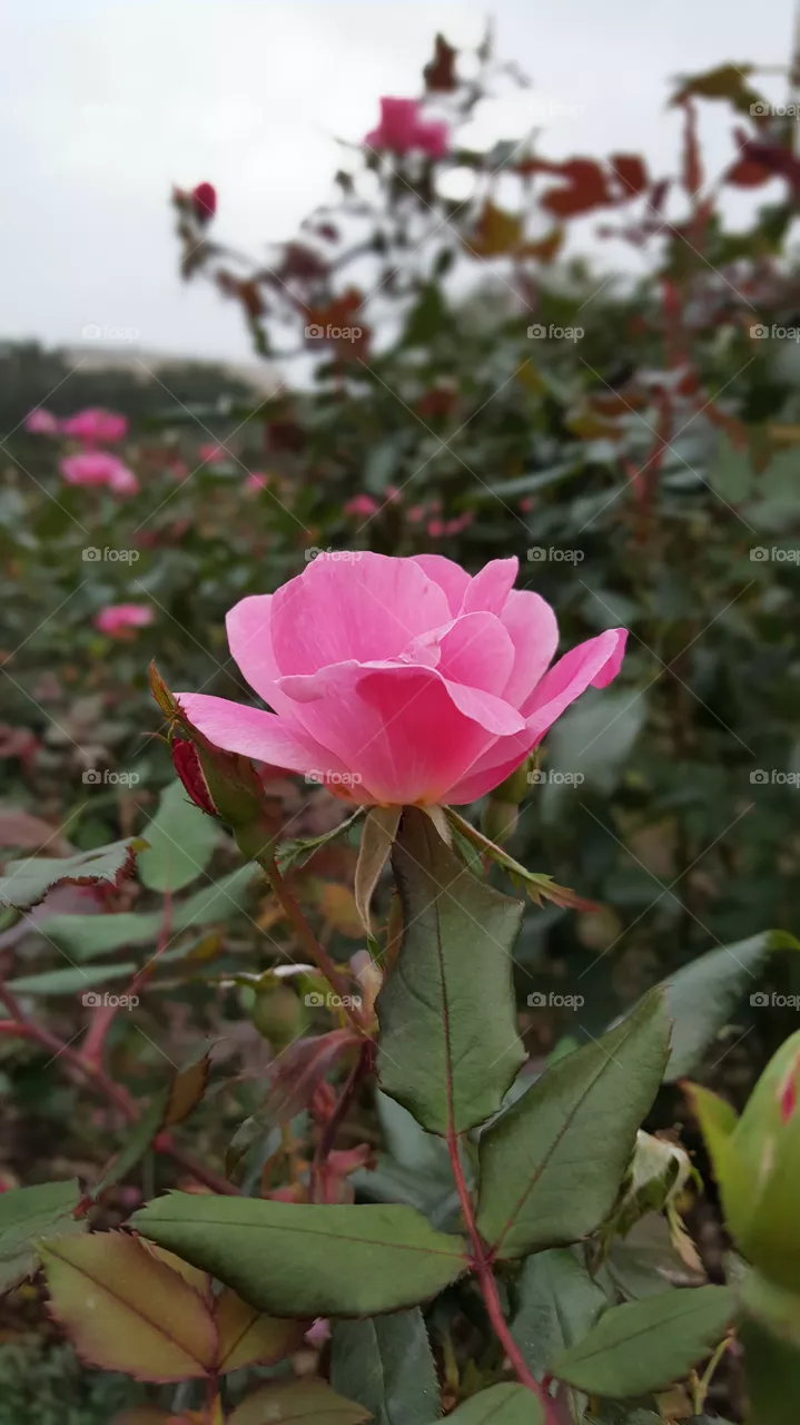 Rose 2