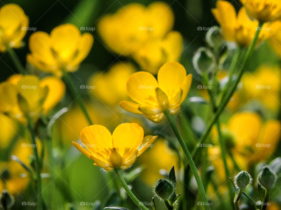 Buttercups