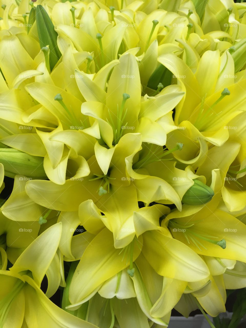 Close-up of yellow lily