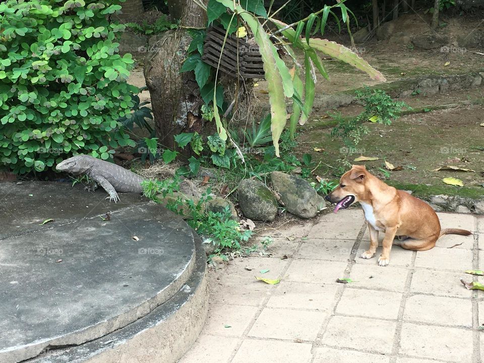 Alligator vs dog 