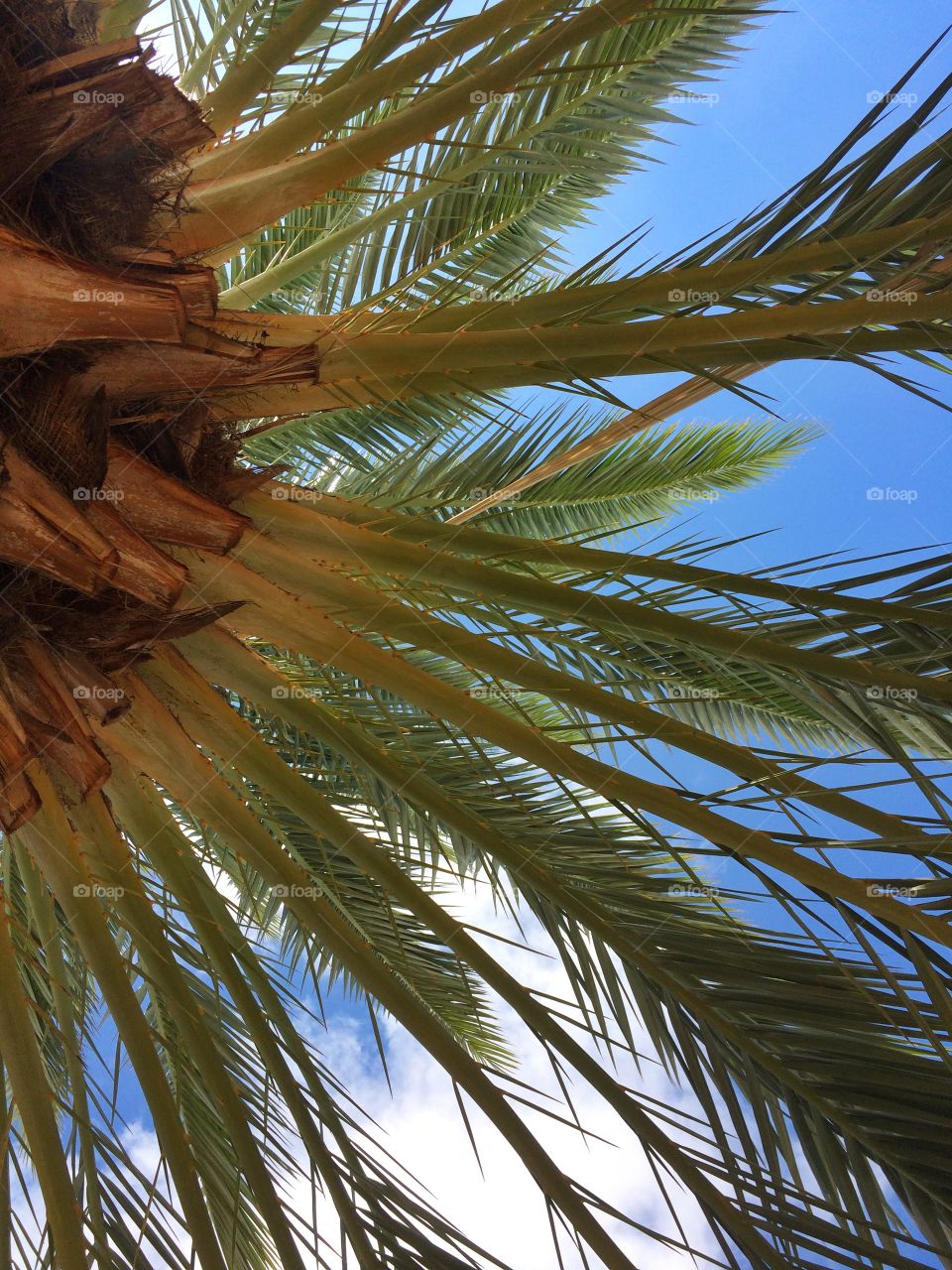 Palm  tree
