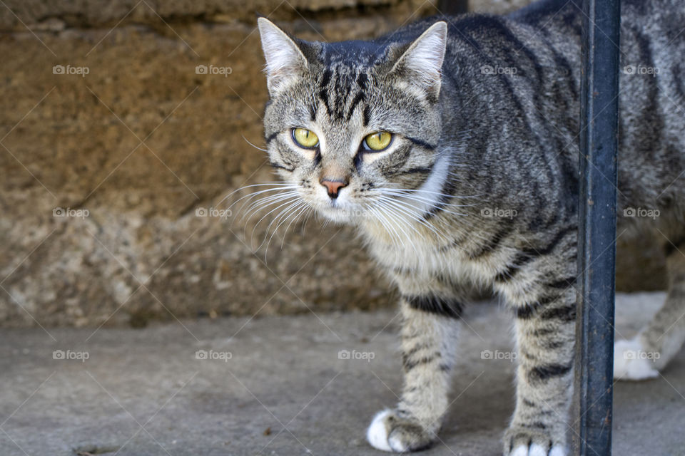 Portrait of a tabby cat with yellow eyes