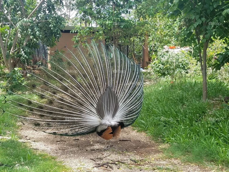 peacock tail at honolulu zoo