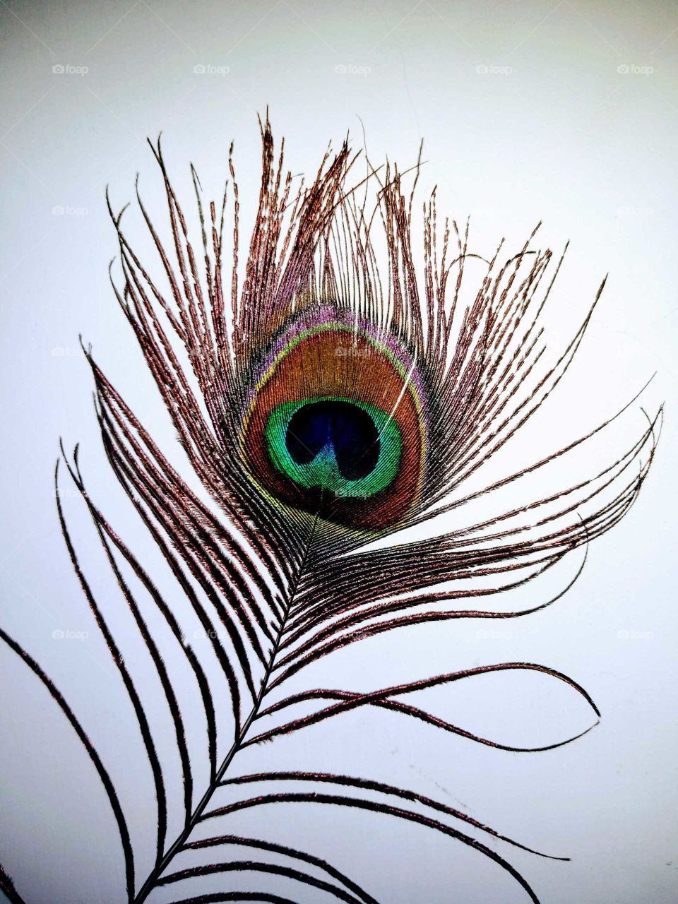 a beautiful peacock feather