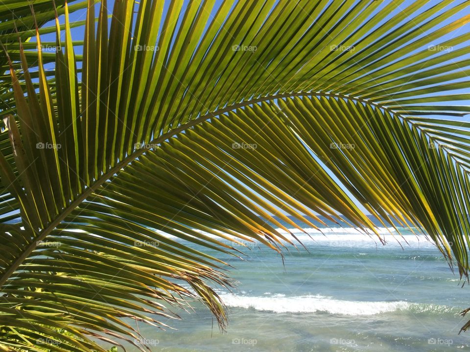 Palm tree Leaf with a sea view in Cayman Islands