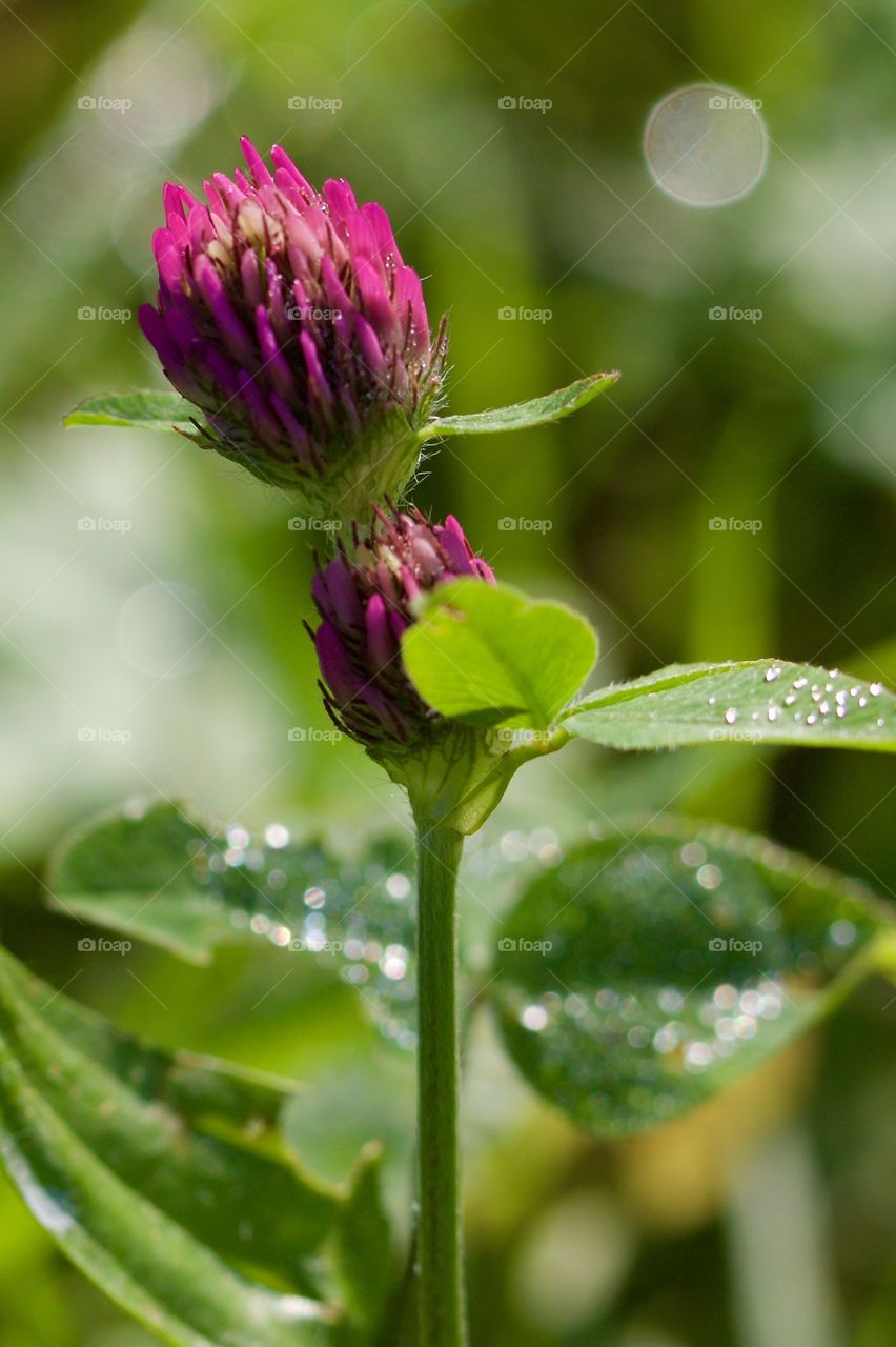 Close-up of purple flower