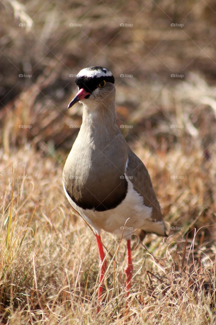 Crowned lapwing.