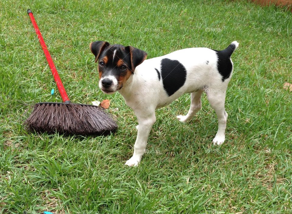 Brazilian Terrier "Fox Paulistinha"