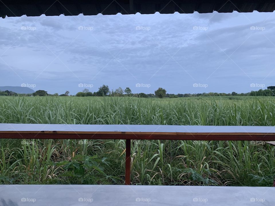 Rice fields at night clear