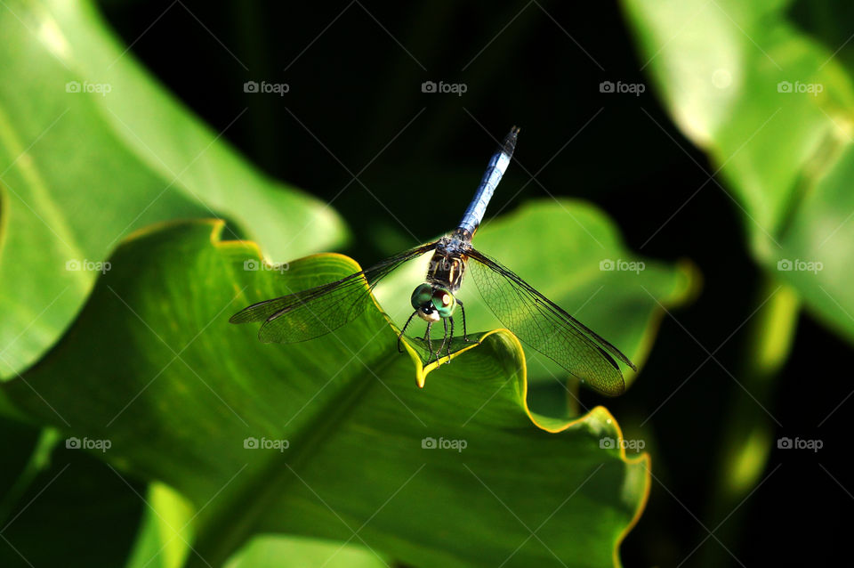 dragonfly