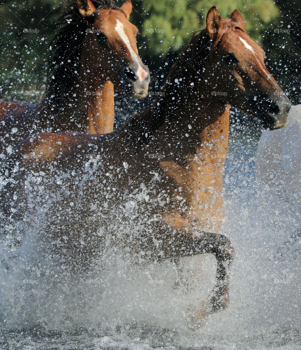 Wild Horses Running in River