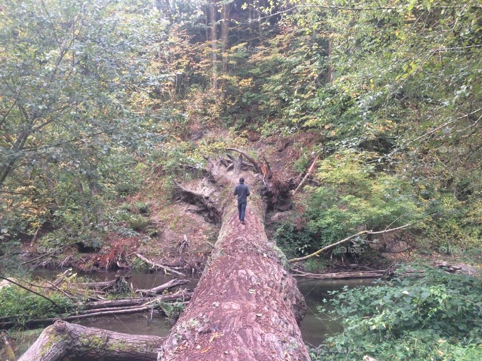 The Redwood Bridge