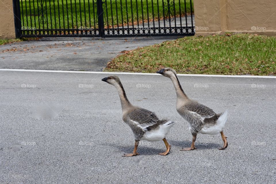 Bird Stroll