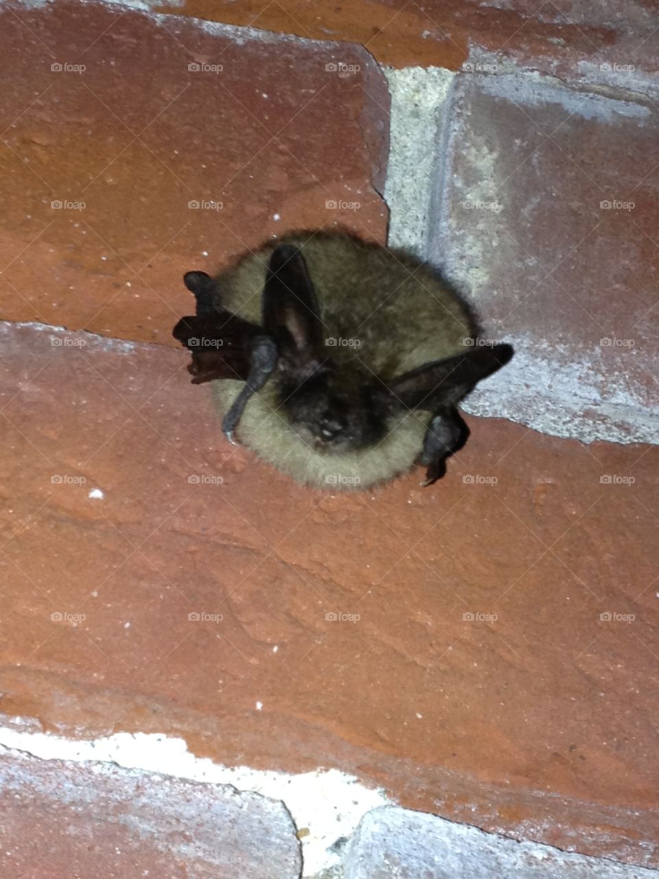 A sleeping bat