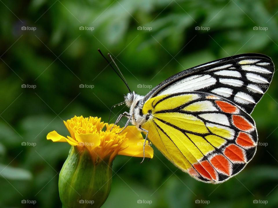 Beautiful and colourful butterfly