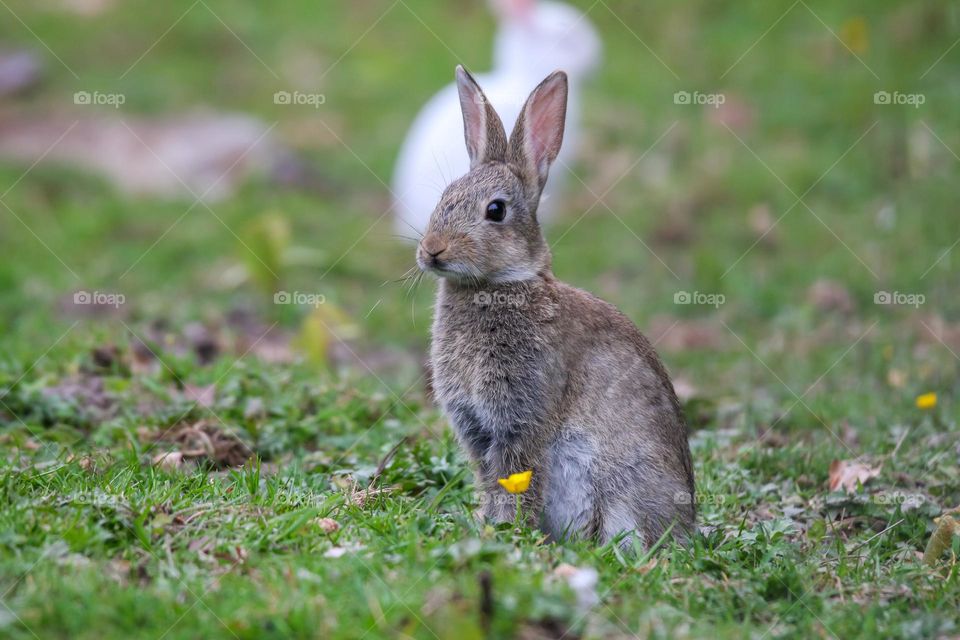 Rabbit close-up in a park in Brussels