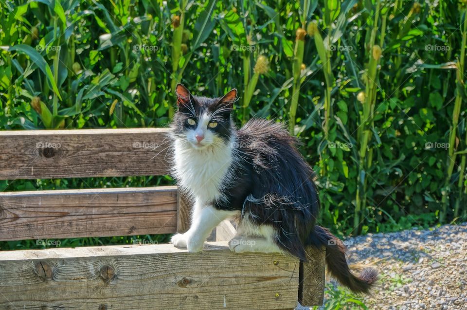Farm cat