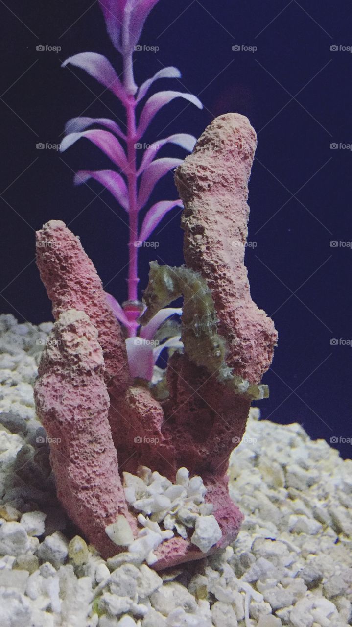 Baby seahorse clinging to rock with purple plant