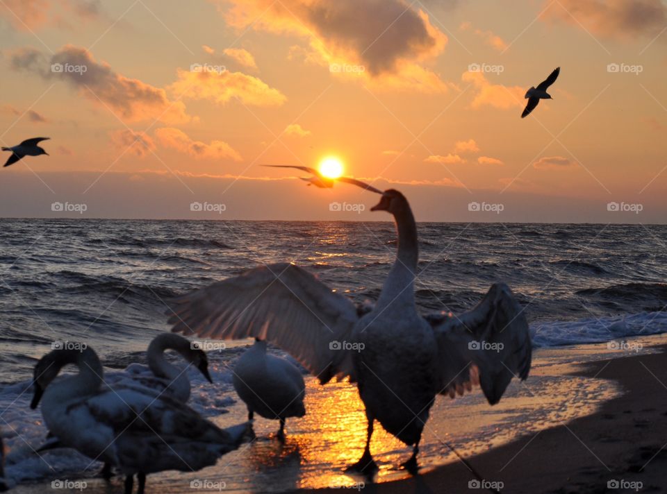 Swans and sunrise 
