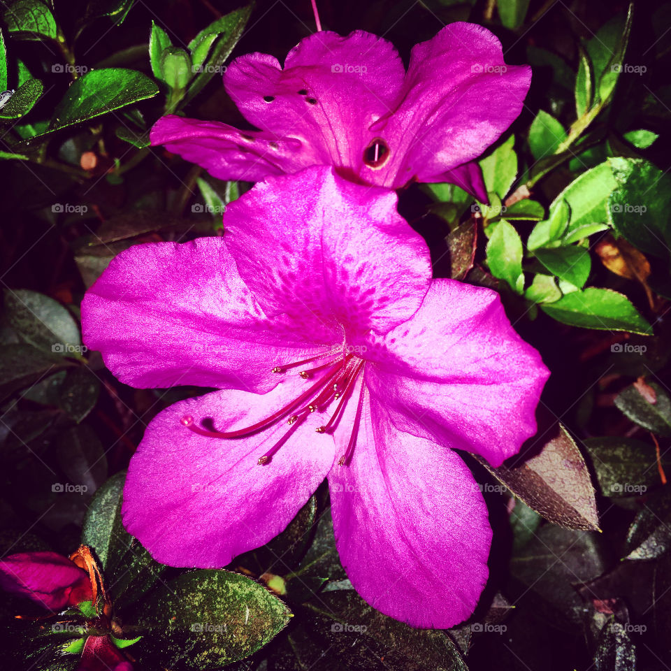 Azaleas with very beautiful petals, shining and vibrating in our garden.  Cheer the nature! / Azaleias com pétalas muito bonitas, brilhando e vibrando em nosso jardim. Viva a natureza!