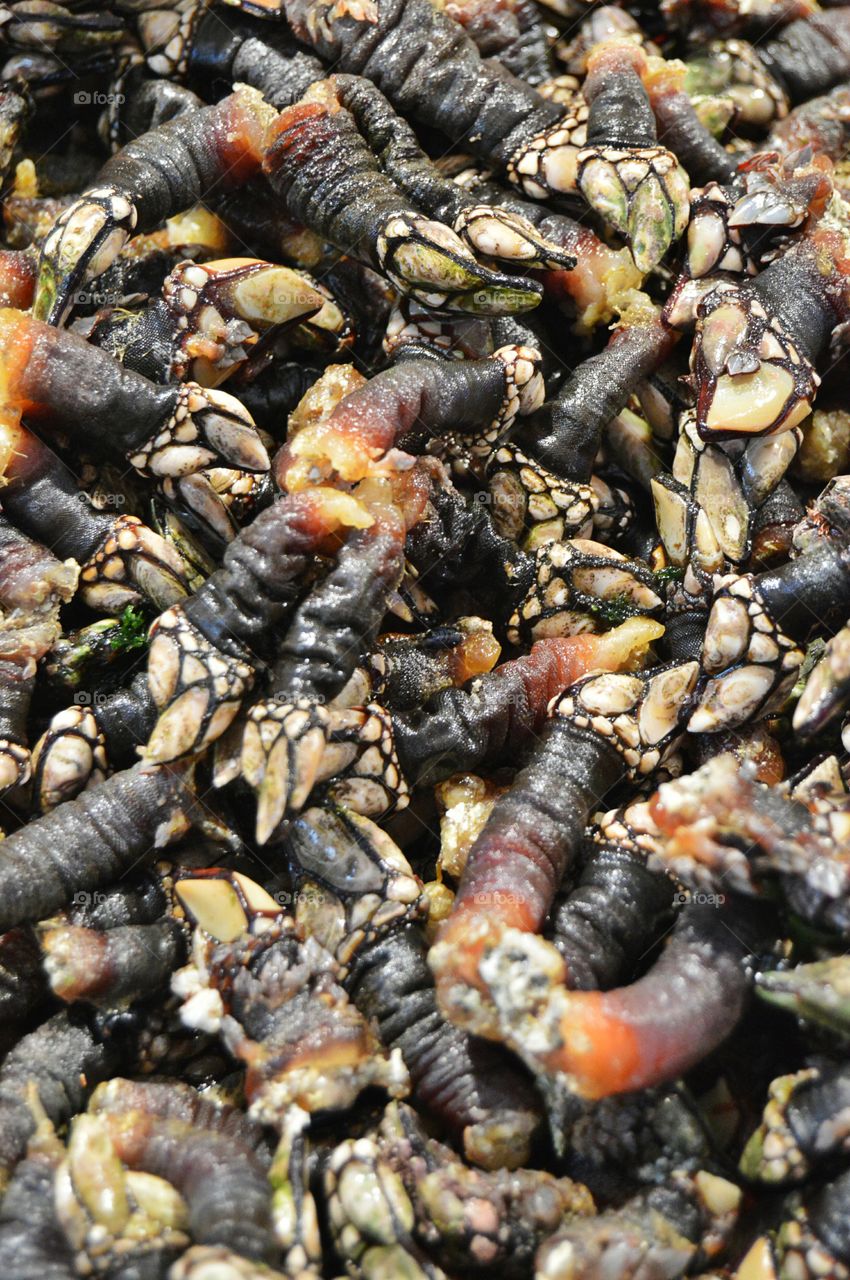 Goose barnacles. Goose barnacles (percebes)