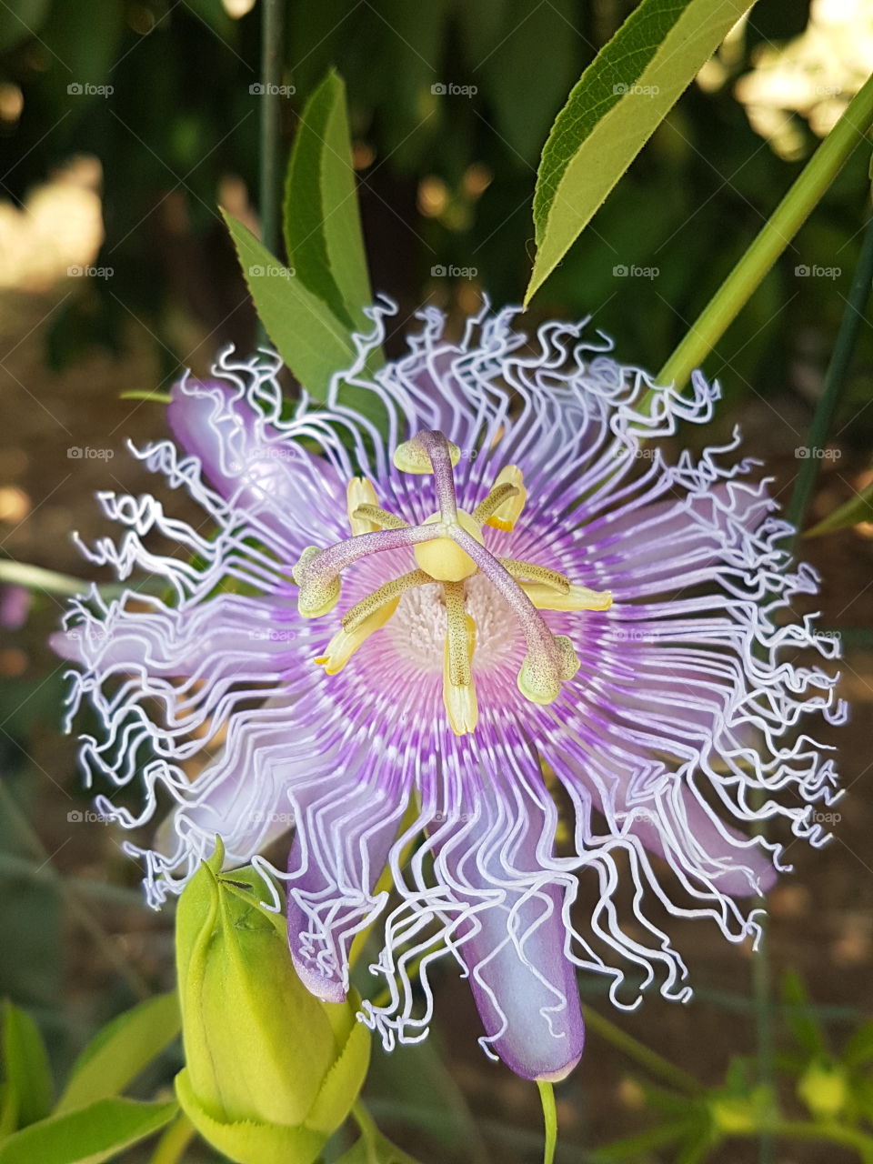 Flower Pasiflora