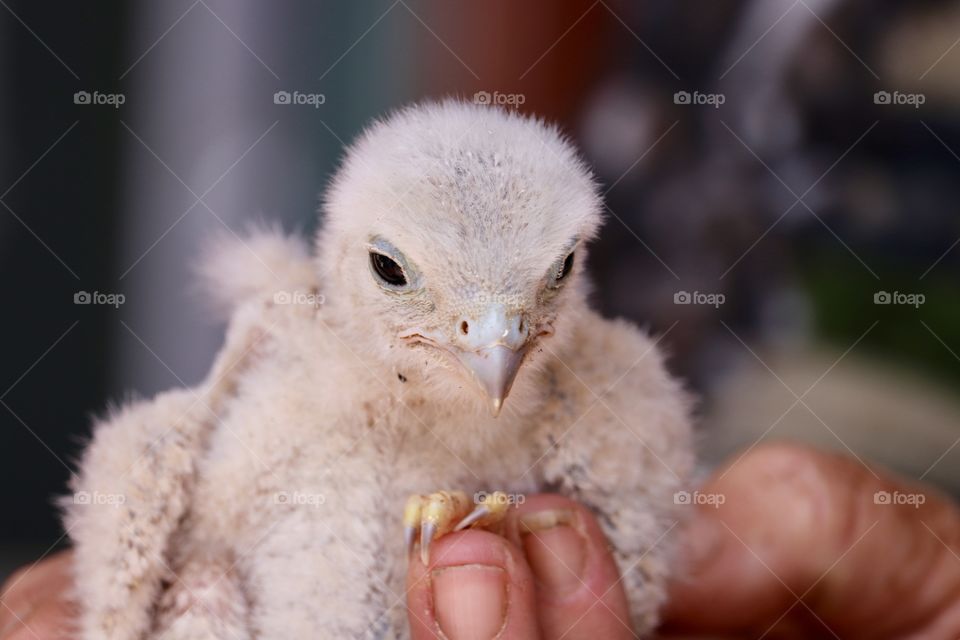 Human hand holding baby raptor chick (wildlife rescue)