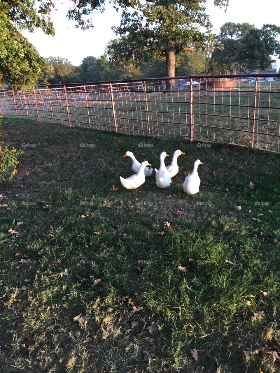 5 white ducks 