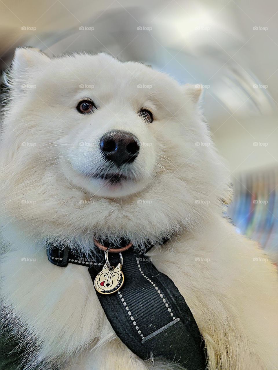 White colour. The kind muzzle of a white dog of the Samoyed breed. On the neck of the dog, a contrast in the form of a black collar with a metal dog emblem