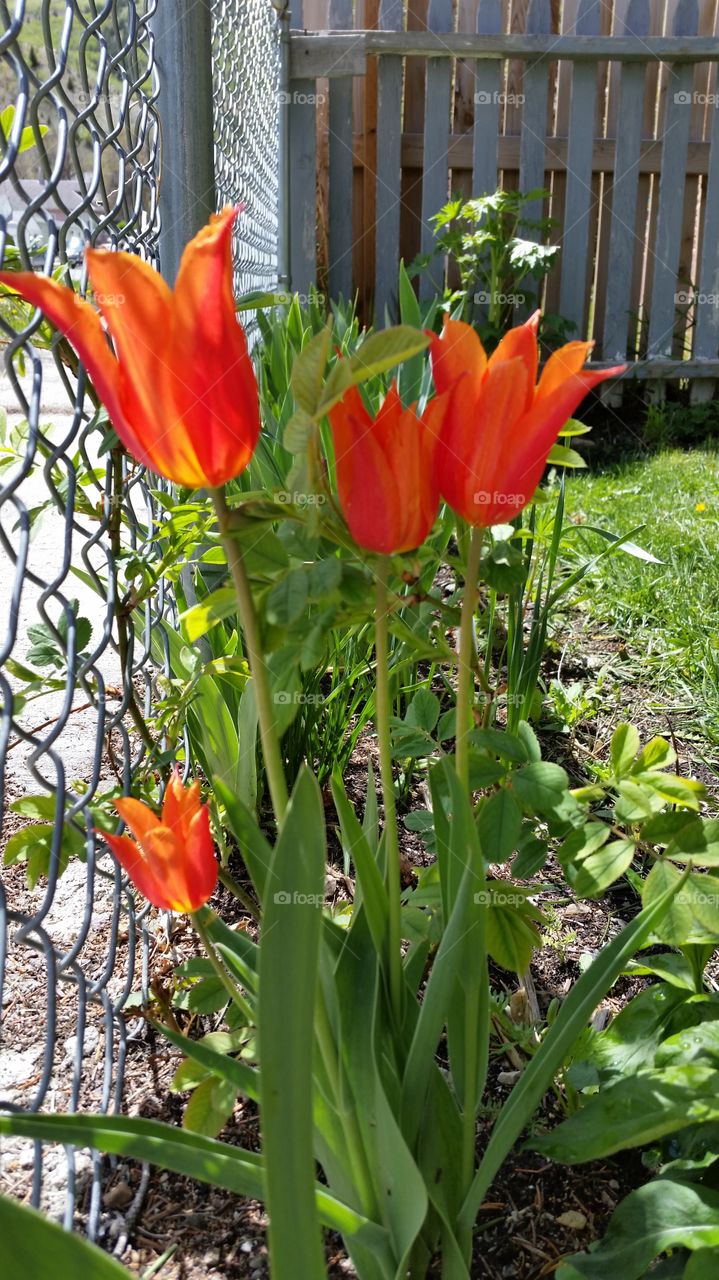 my tulips. early  spring 2015