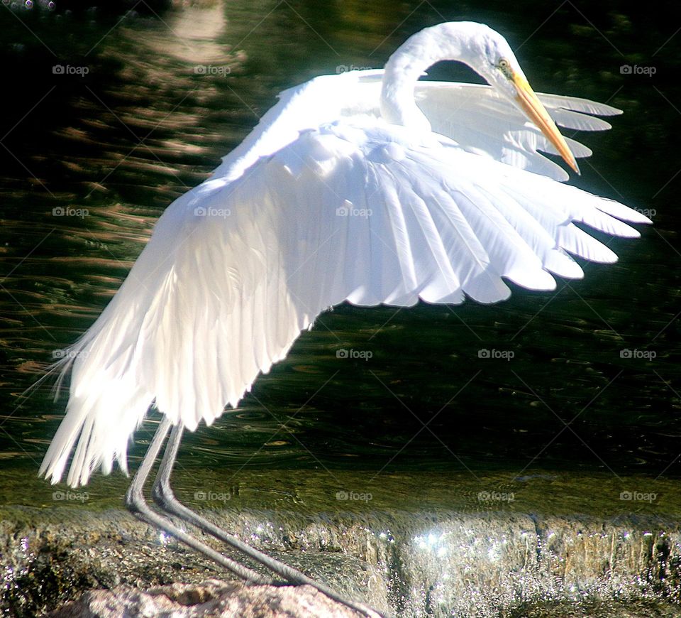 Beautiful Great Egret Landing