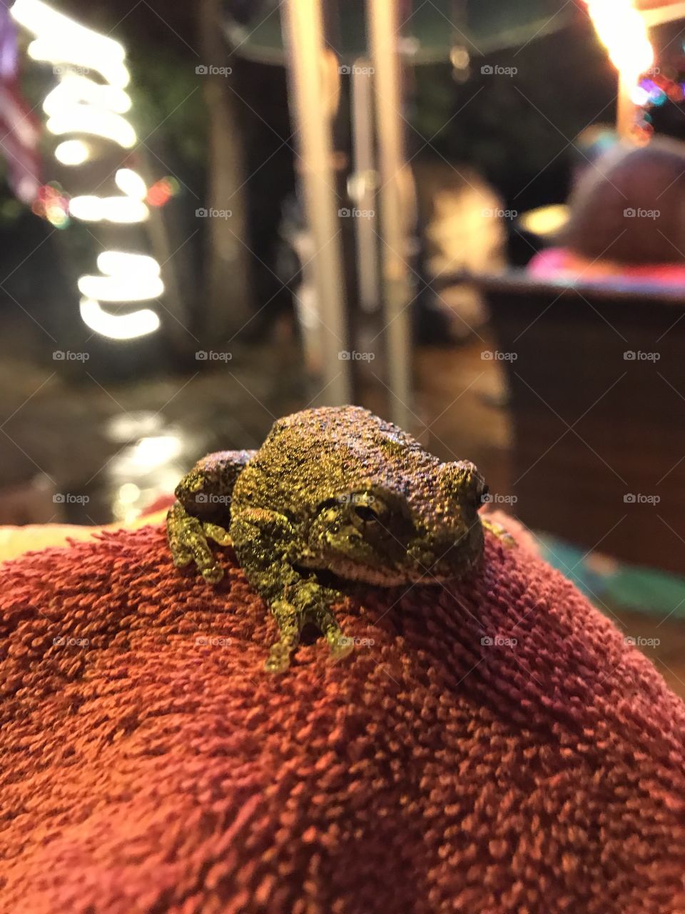 Tree frog 