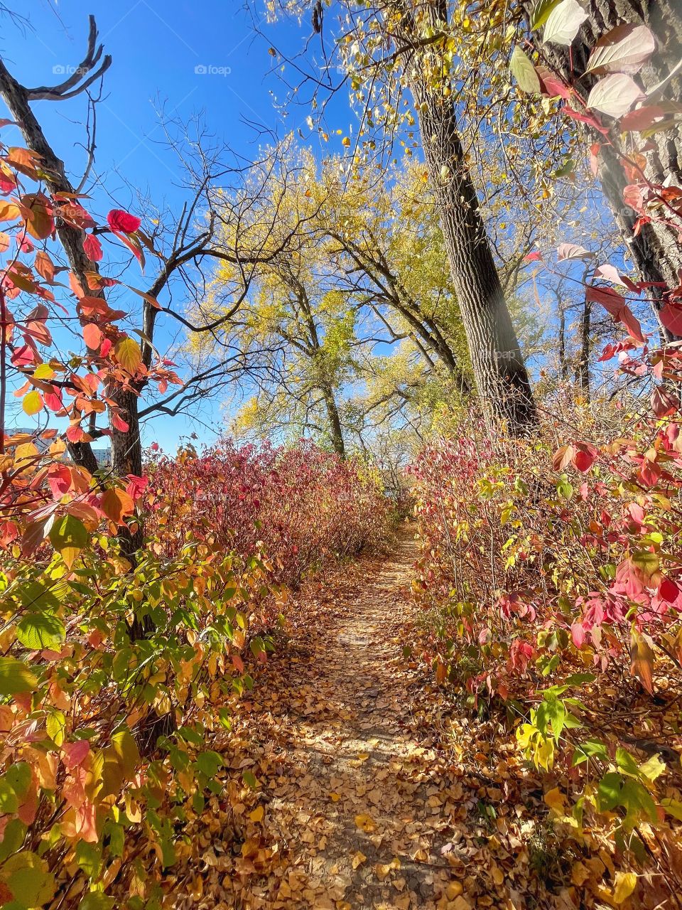 Nature trail