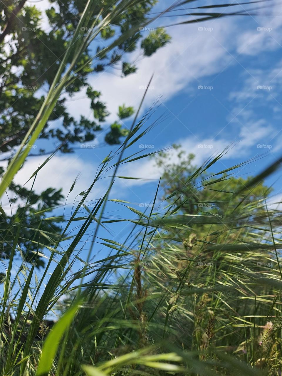 a view of the sky from the meadow