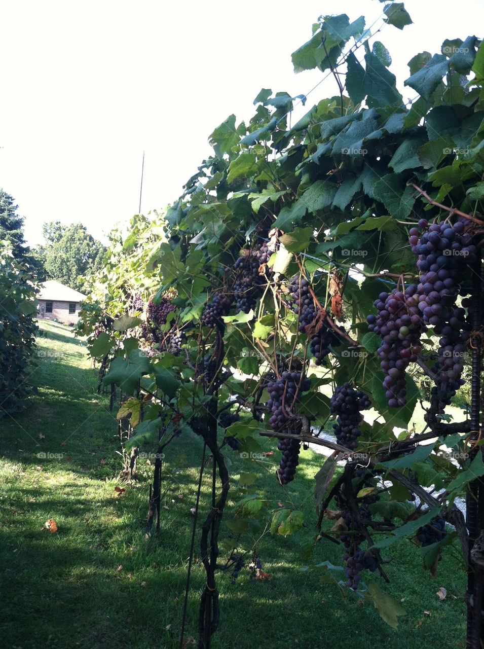 Grape vines