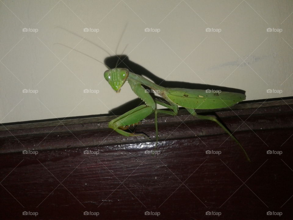 grasshopper style when in photo