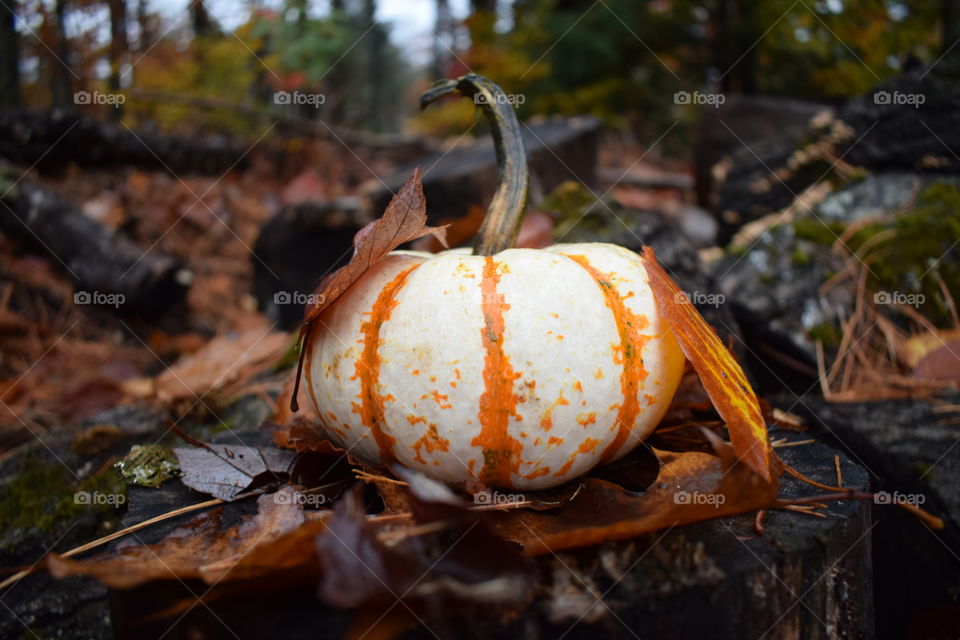 Fall Pumpkin