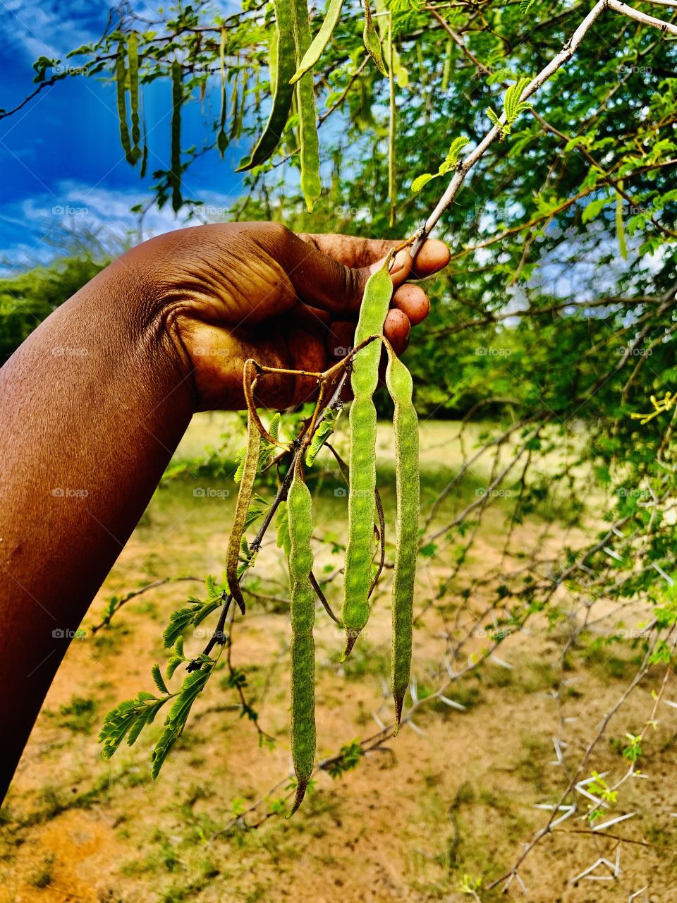 The beans are fruits of a small thorny acacia tree that I found as I walked through the woods. 