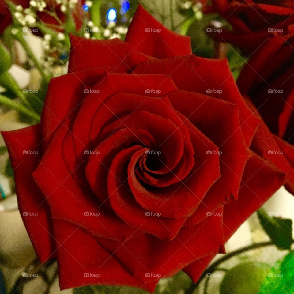 Ruby Red Rose