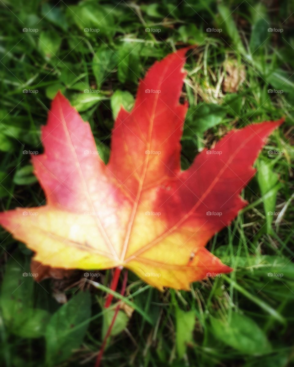 I always take time to appreciate the little things. Even a fallen leaf.