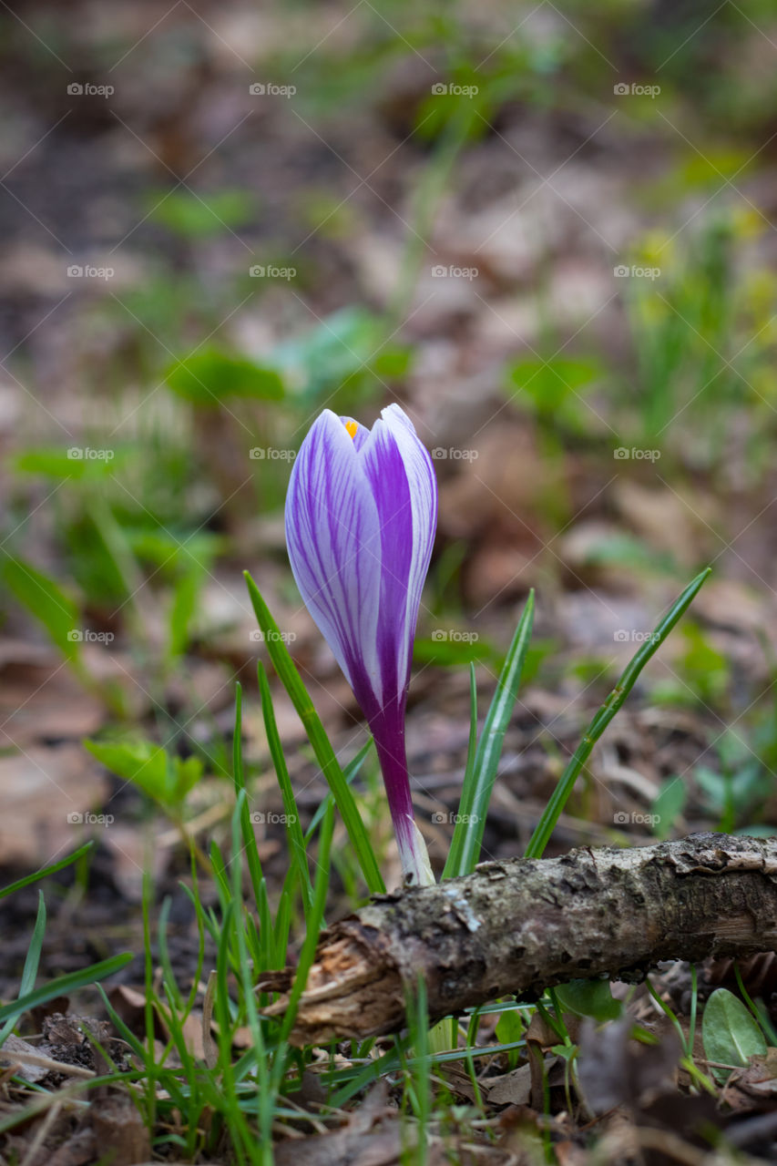 Beautiful purple flower blooms in early autumn