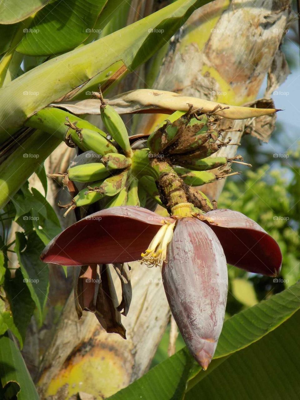 Banana flower