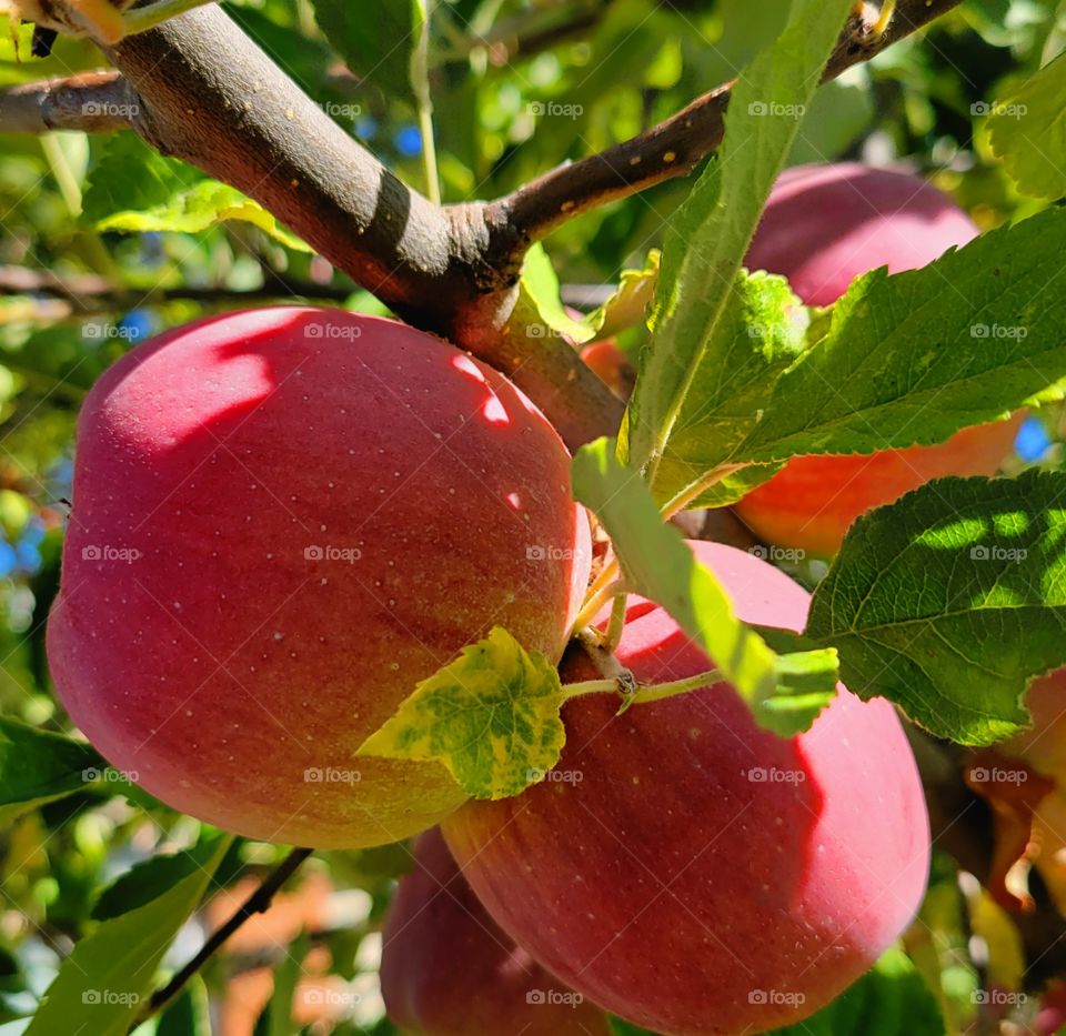 Red apples on the Apple tree