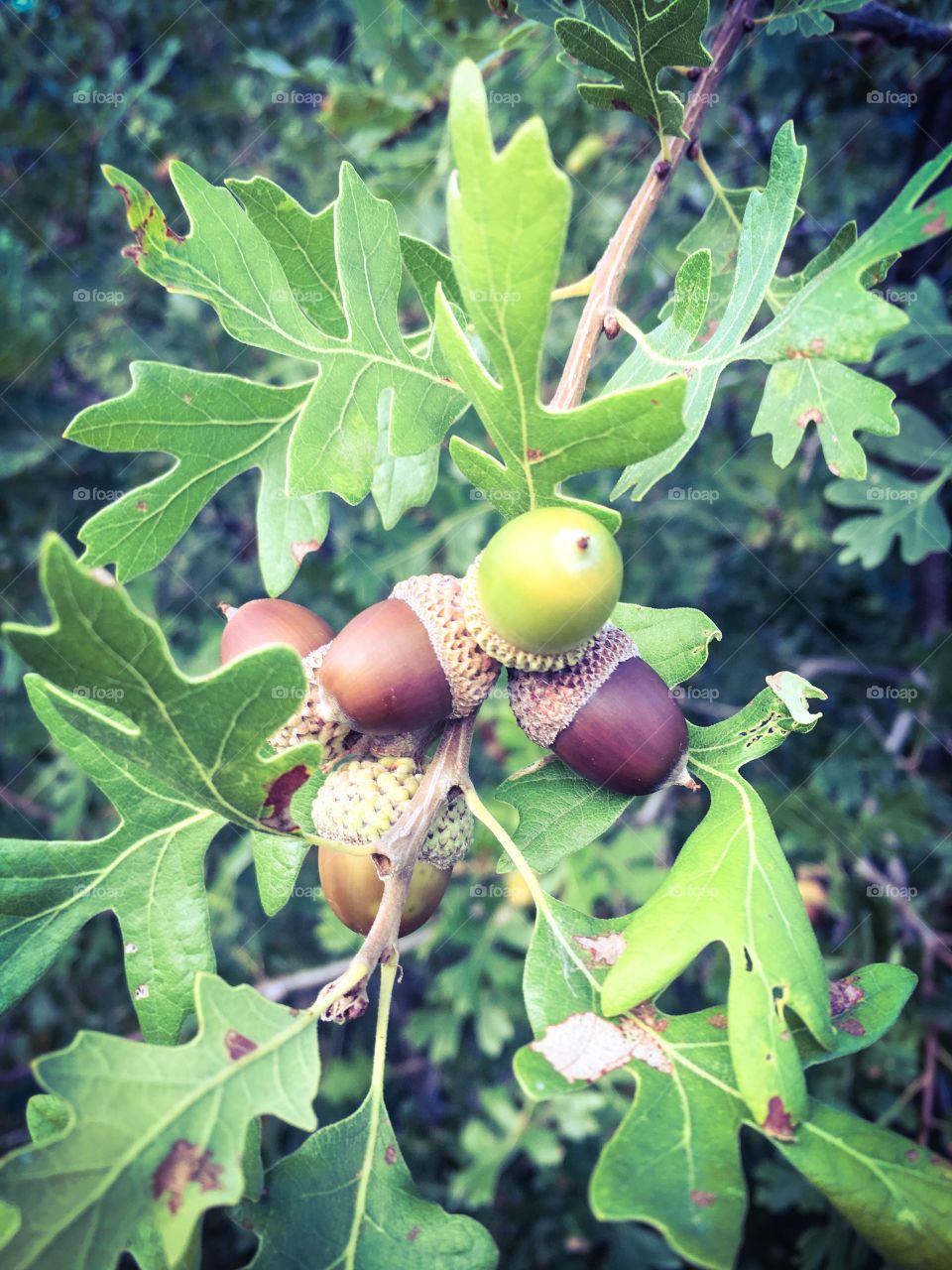 Close-up of fresh acorn