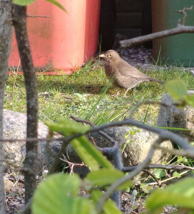 vogel amsel