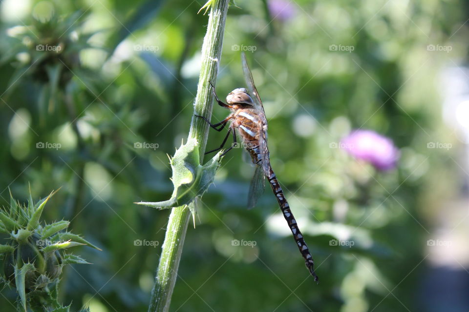 dragonfly