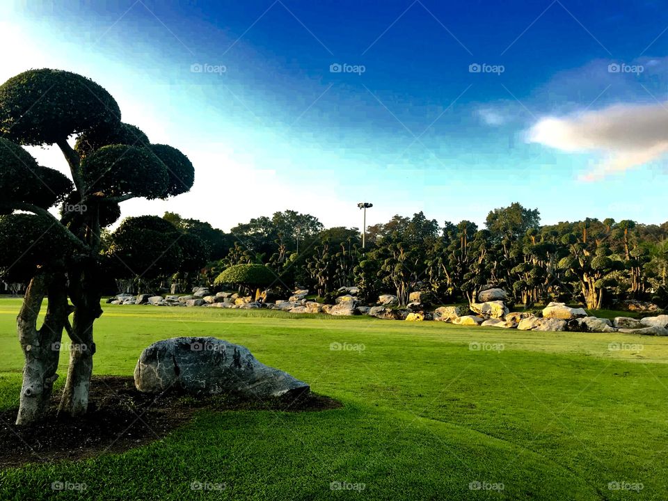 Evening sun with giant cacao trees.