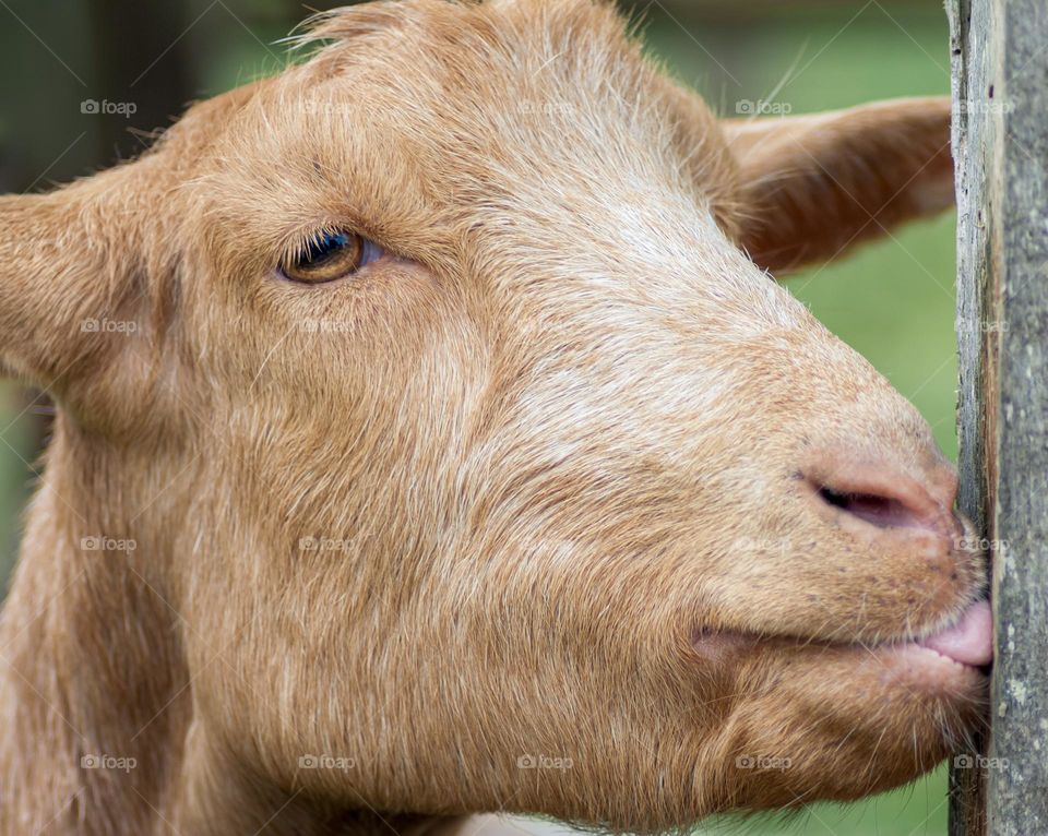 A ginger goat licking a fence post